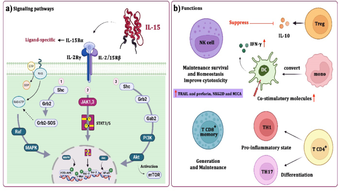 Interleukin 15 and autoimmune disorders: pathophysiology, therapeutic ...