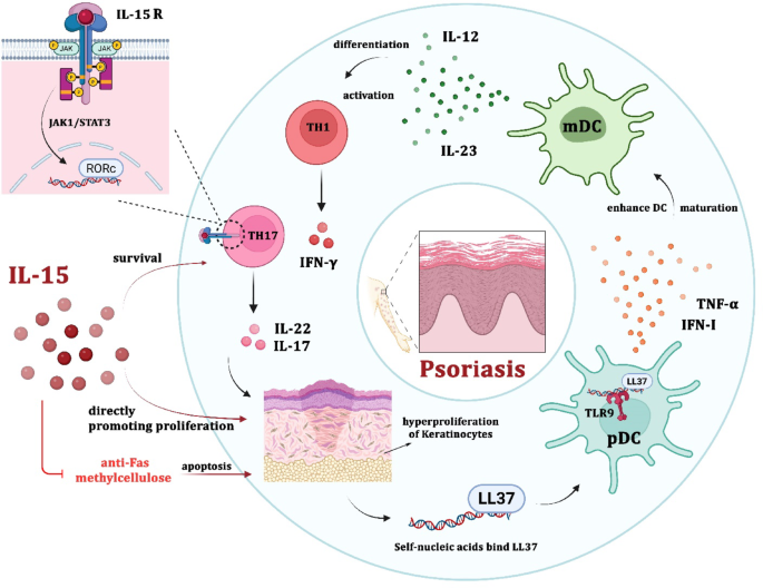 Interleukin 15 and autoimmune disorders: pathophysiology, therapeutic ...