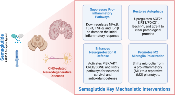 semaglutide and als Targeting neuroinflammation in neurodegenerative disorders: the emerging  potential of semaglutide | Inflammation Research