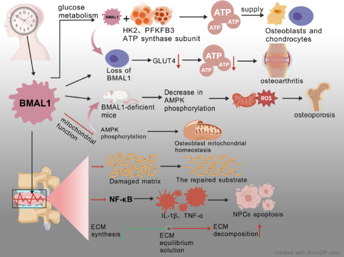 The pivotal role and intervention strategies of BMAL1 mediated ...