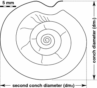 Size distribution of the Late Devonian ammonoid Prolobites