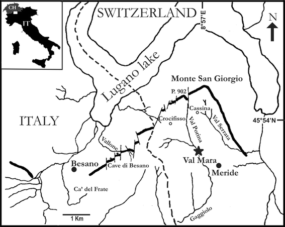 A new basal actinopterygian fish from the Late Ladinian of Monte San  Giorgio (Canton Ticino, Switzerland) | Swiss Journal of Geosciences | Full  Text