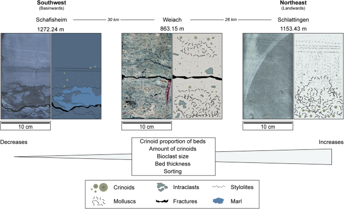 Facies and depositional environments of the Upper Muschelkalk (Schinznach  Formation, Middle Triassic) in northern Switzerland | SpringerLink