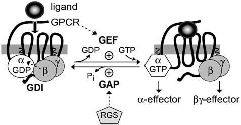 G-protein signaling: back to the future | SpringerLink