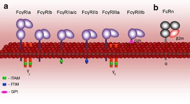 The Neonatal Fc Receptor As Therapeutic Target In Igg Mediated Autoimmune Diseases Springerlink