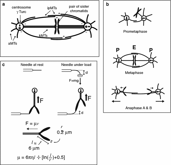 Mitotic spindle assembly in animal cells: a fine balancing act
