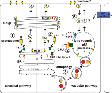 Alternative pathways for MHC class I presentation: a new function for  autophagy | SpringerLink