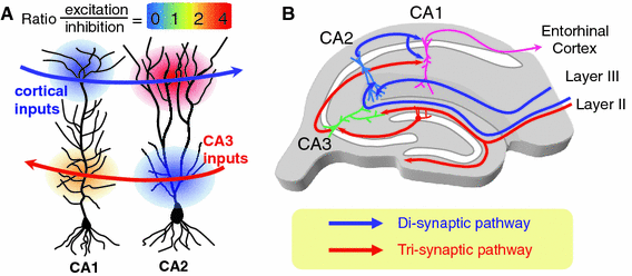 hippocampus anatomy diagram ca1 ca2 ca3