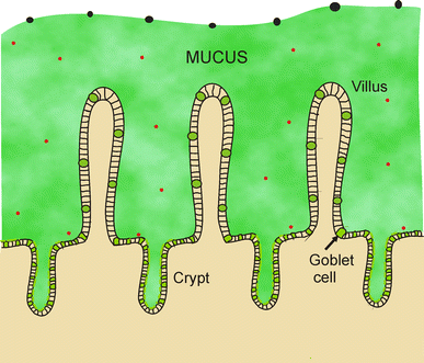 Composition and functional role of the mucus layers in the intestine |  Cellular and Molecular Life Sciences