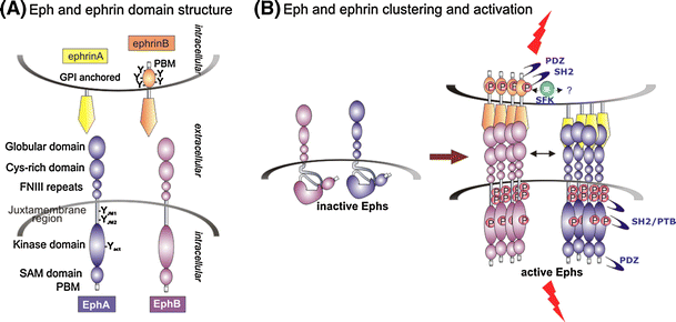 Eph Dependent Cell Cell Adhesion And Segregation In Development And Cancer Springerlink Eph Dependent Cell Cell Adhesion And Segregation In Development And Cancer Springerlink