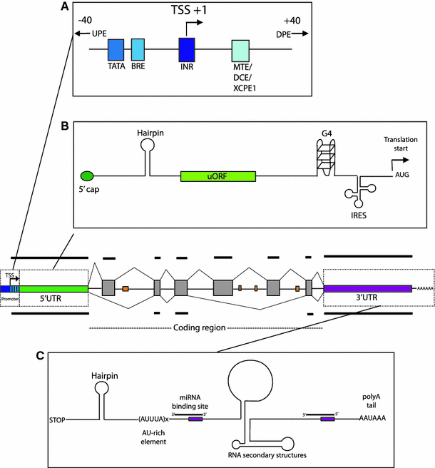 Regulation of eukaryotic gene expression by the untranslated gene regions  and other non-coding elements | SpringerLink