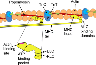 Heavy and light roles: myosin in the morphogenesis of the heart | Cellular  and Molecular Life Sciences