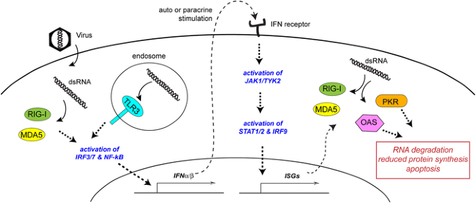Multi Level Regulation Of Cellular Recognition Of Viral Dsrna Springerlink Multi Level Regulation Of Cellular Recognition Of Viral Dsrna Springerlink