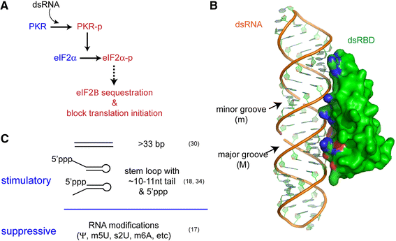 Multi Level Regulation Of Cellular Recognition Of Viral Dsrna Springerlink