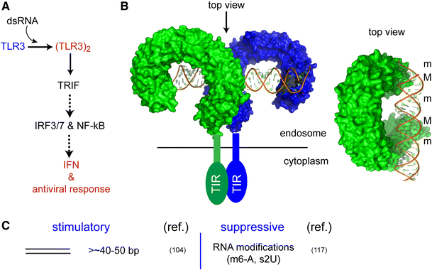 Multi Level Regulation Of Cellular Recognition Of Viral Dsrna Springerlink Multi Level Regulation Of Cellular Recognition Of Viral Dsrna Springerlink