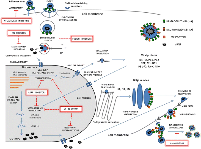 influenza replication step by step
