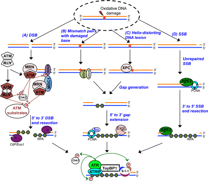 dna repair pathways in oxidative stress