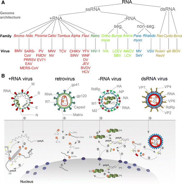 Common And Unique Features Of Viral Rna Dependent Polymerases Springerlink Common And Unique Features Of Viral Rna Dependent Polymerases Springerlink
