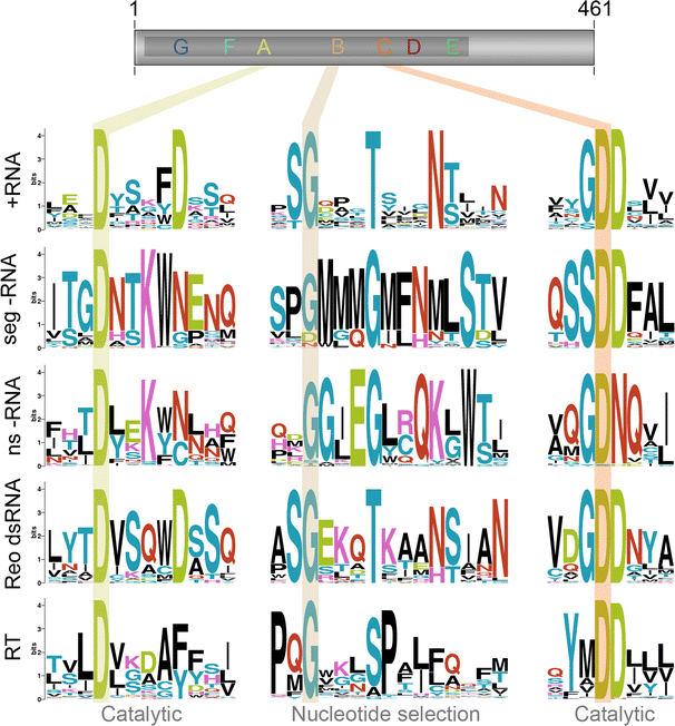Common And Unique Features Of Viral Rna Dependent Polymerases Springerlink Common And Unique Features Of Viral Rna Dependent Polymerases Springerlink