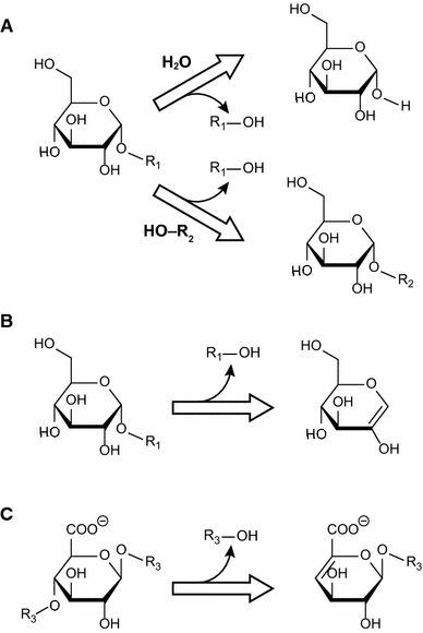 A Glucosidases And A 1 4 Glucan Lyases Structures Functions And Physiological Actions Springerlink