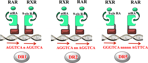 Nuclear Retinoid Receptors And Pregnancy Placental Transfer Functions And Pharmacological Aspects Springerlink