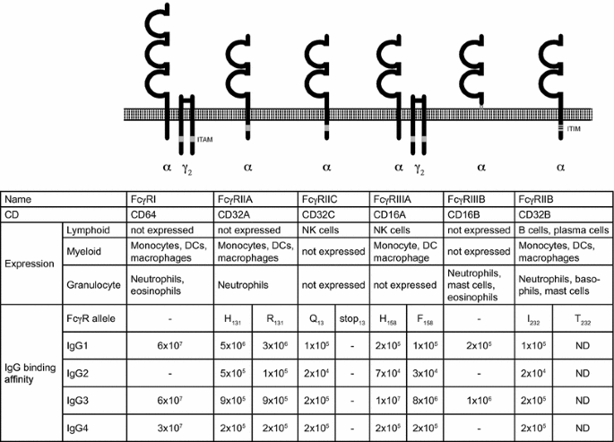 antibody fc