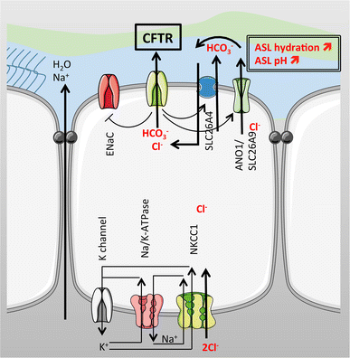 Role of CFTR in epithelial physiology | SpringerLink