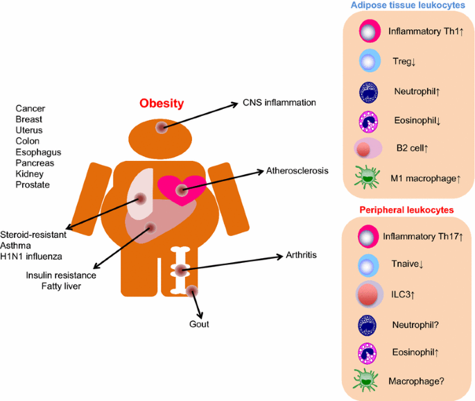 The obesity-related pathology and Th17 cells | SpringerLink