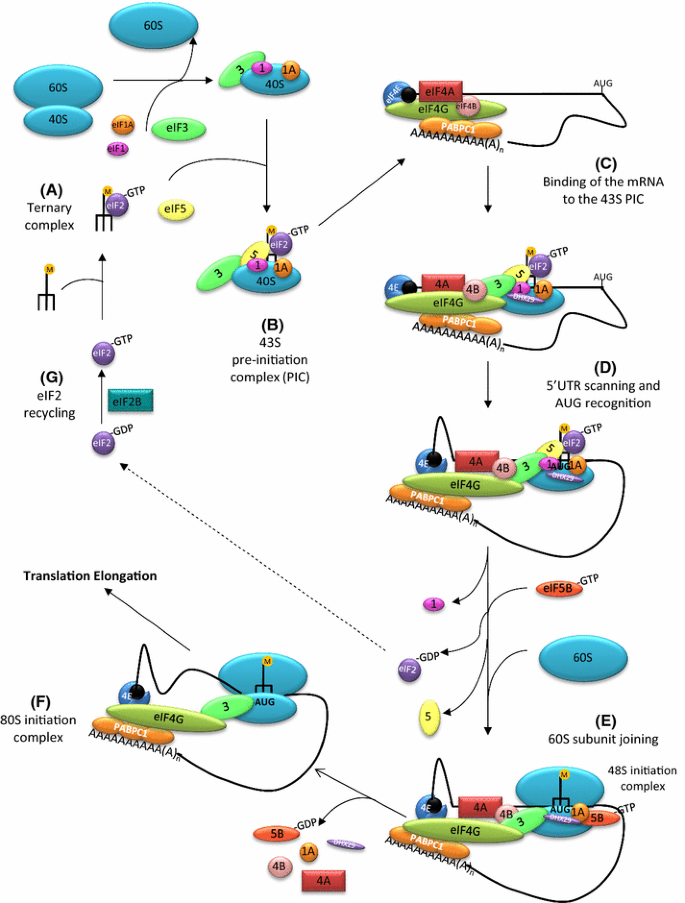 Cap-dependent translation initiation monitored in living cells