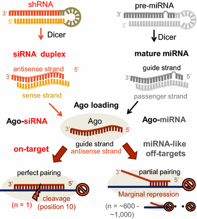 Evaluation And Control Of Mirna Like Off Target Repression For Rna Interference Springerlink