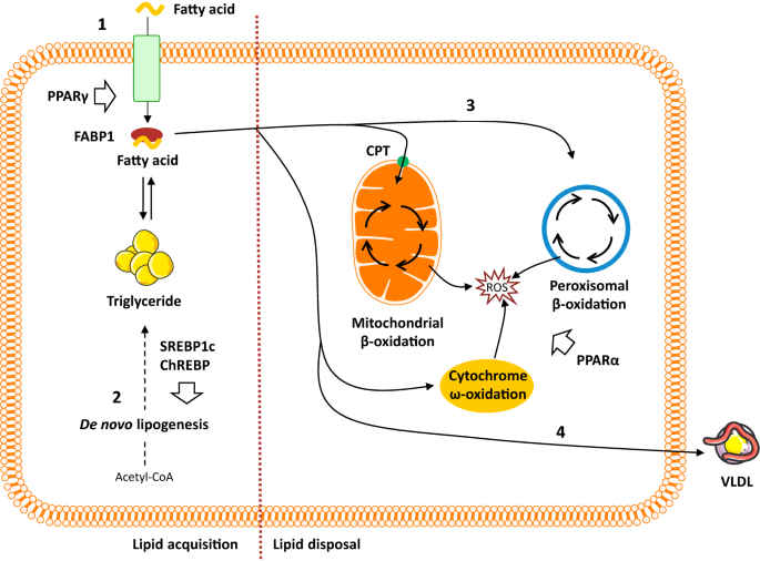 Molecular Mechanisms Of Hepatic Lipid Accumulation In Non Alcoholic Fatty Liver Disease Springerlink