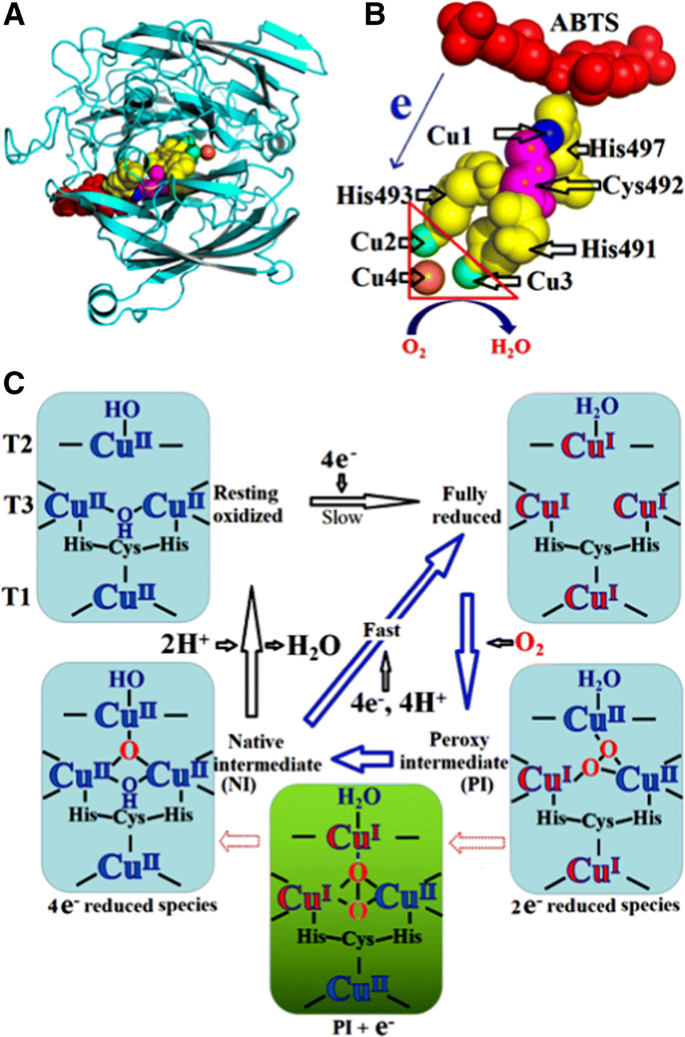 Bacterial Laccases Promising Biological Green Tools For Industrial Applications Springerlink