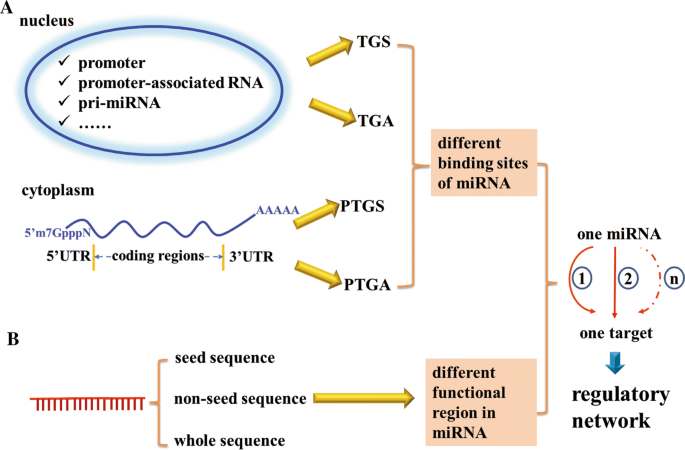 Regulatory Network Of Mirna On Its Target Coordination Between Transcriptional And Post Transcriptional Regulation Of Gene Expression Springerlink Regulatory Network Of Mirna On Its Target Coordination Between Transcriptional And Post Transcriptional Regulation Of Gene Expression Springerlink