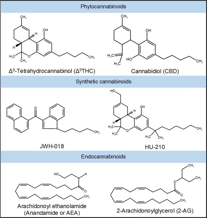 Understanding Anandamide and Its Relationship to THC and CBD - RQS Blog