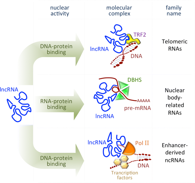 long non coding rna in stem cell
