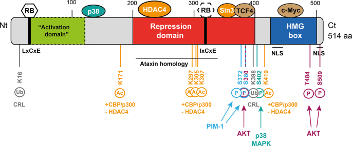 The HMG box transcription factor HBP1: a cell cycle inhibitor at the  crossroads of cancer signaling pathways | SpringerLink