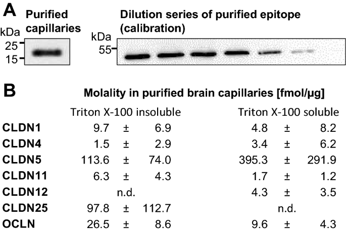 Tight Junction Proteins At The Blood Brain Barrier Far More Than Claudin 5 Springerlink