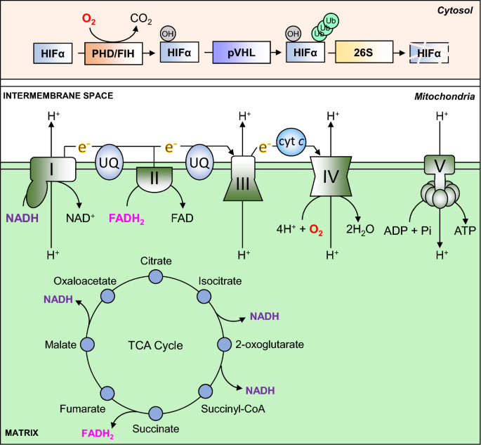 PDF) Hypoxia / Pseudohypoxia-mediated Activation of HIF1A in Cancer