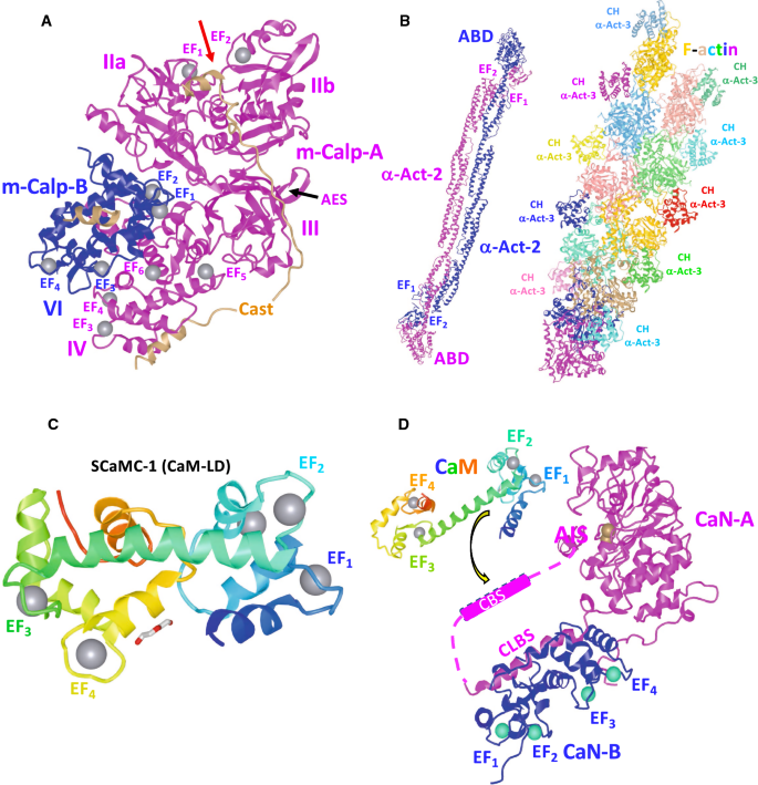 Proteins With Calmodulin Like Domains Structures And Functional Roles Springerlink