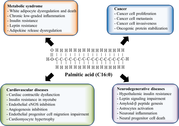 Palmitic acid is an intracellular signaling molecule involved in disease  development | SpringerLink
