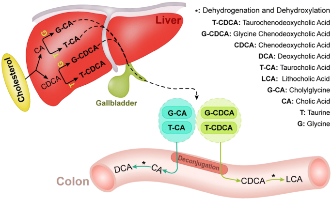 Bridging Intestinal Immunity And Gut Microbiota By Metabolites Springerlink