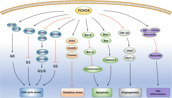 Current perspective on the regulation of FOXO4 and its role in disease  progression | Cellular and Molecular Life Sciences | Springer Nature Link