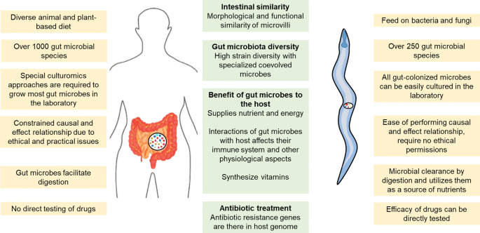 Caenorhabditis elegans: a model to understand host–microbe interactions | SpringerLink Caenorhabditis elegans: a model to understand host–microbe interactions | SpringerLink