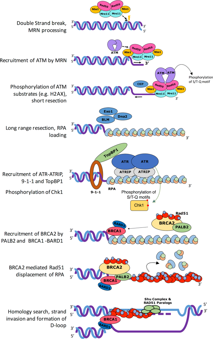 Structural basis of homologous recombination | SpringerLink