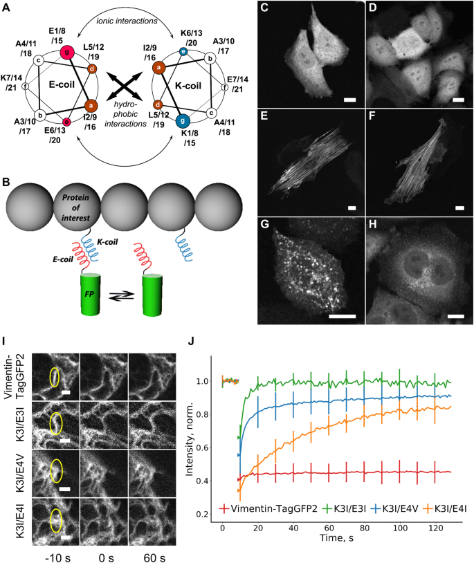 highly photostable fluorescent labeling
