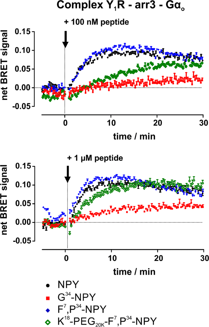 Biased Agonists At The Human Y 1 Receptor Lead To Prolonged Membrane Residency And Extended Receptor G Protein Interaction Springerlink