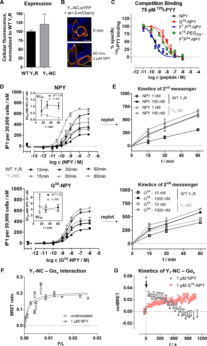 Biased Agonists At The Human Y 1 Receptor Lead To Prolonged Membrane Residency And Extended Receptor G Protein Interaction Springerlink