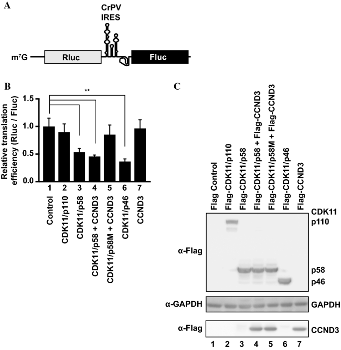 A Cyclin Dependent Kinase Cdk11 P58 Represses Cap Dependent Translation During Mitosis Springerlink A Cyclin Dependent Kinase Cdk11 P58 Represses Cap Dependent Translation During Mitosis Springerlink