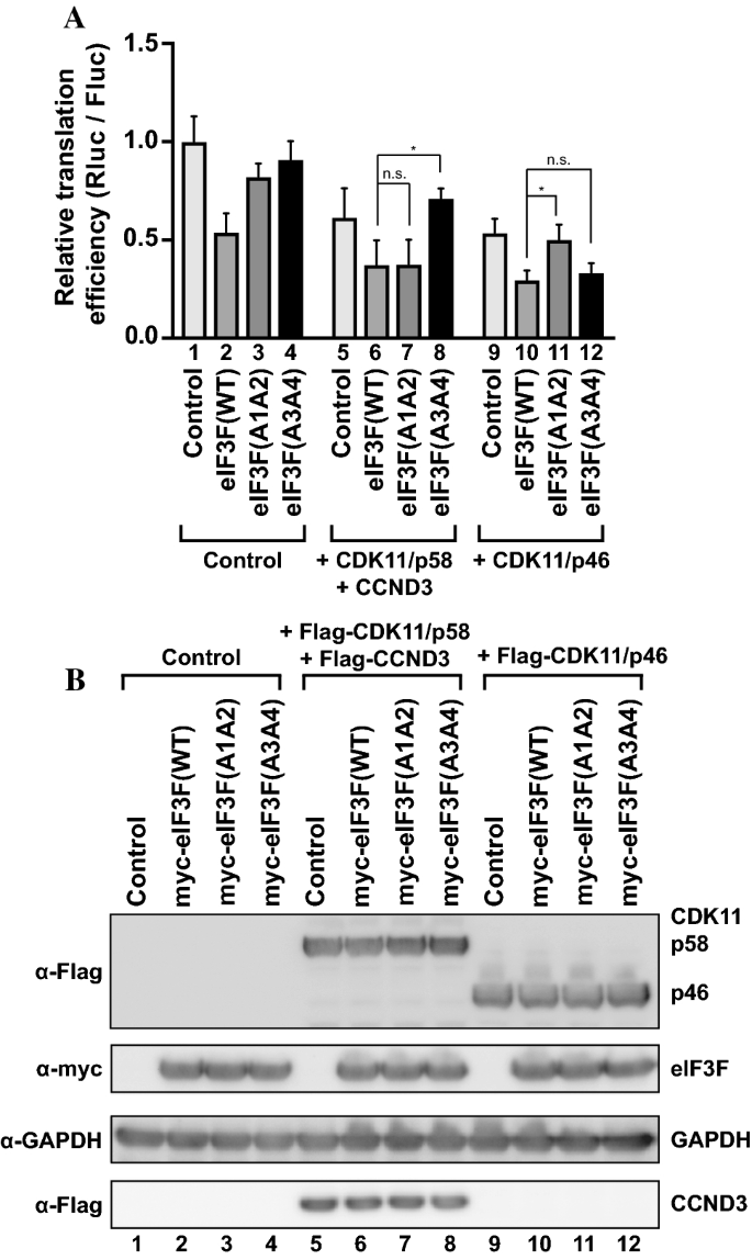 A Cyclin Dependent Kinase Cdk11 P58 Represses Cap Dependent Translation During Mitosis Springerlink