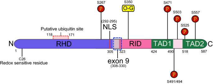 Regulation Of B Cell Function By Nf Kappab C Rel In Health And Disease Springerlink